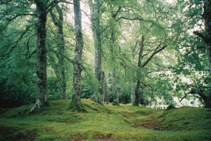 Staffordshire Forest  High Round